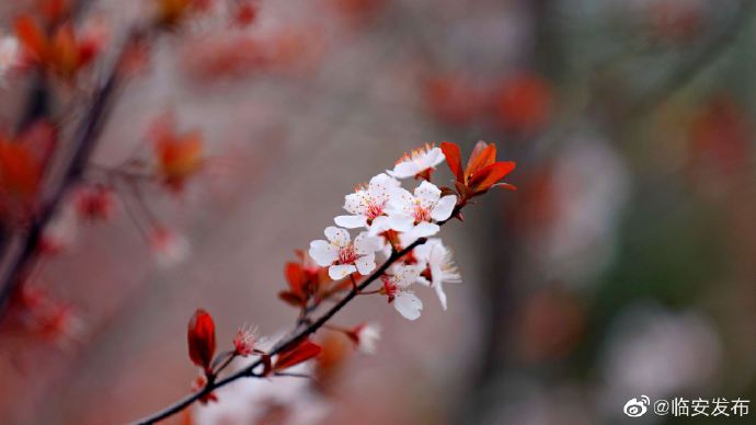 1615454246148919.jpg 1615454246148919.jpg