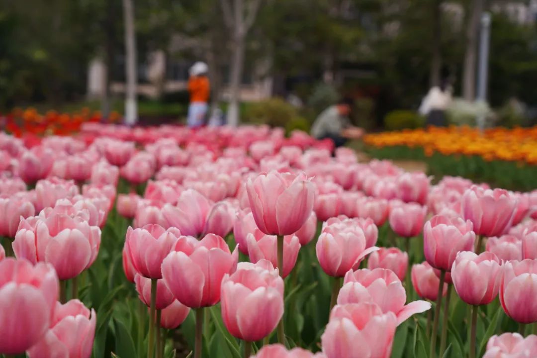 1648881332999554.jpg 1648881332999554.jpg