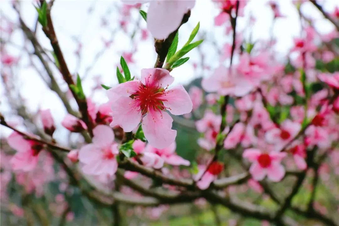 1648881204333854.jpg 1648881204333854.jpg