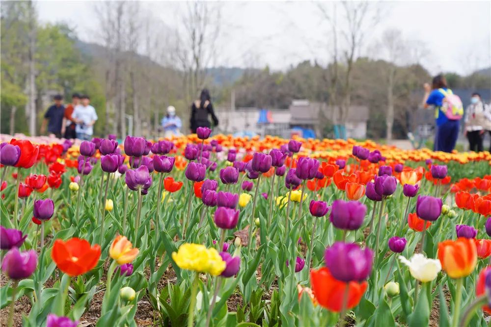 1648881321296119.jpg 1648881321296119.jpg